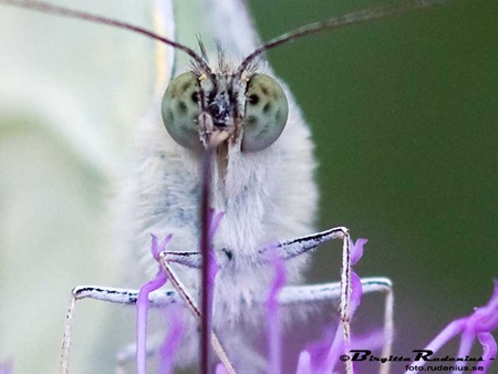 20100809_mO_butterfly2a