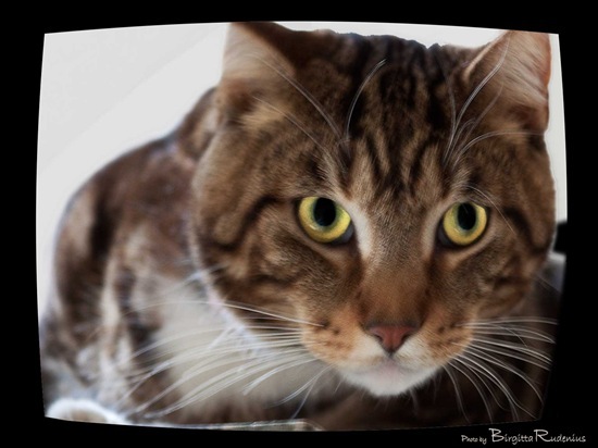 katt_20110124_mO_mans1