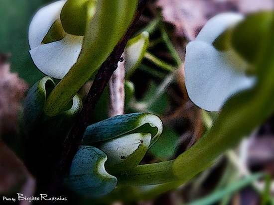 37_20110128_G9_snodroppar