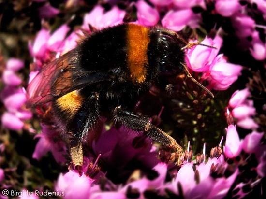 kryp_20110408_humla_pm