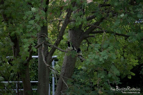 birds_20110620_magpies