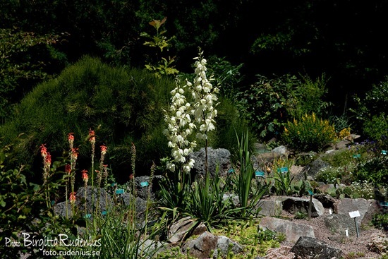 lund_20110706_botaniska