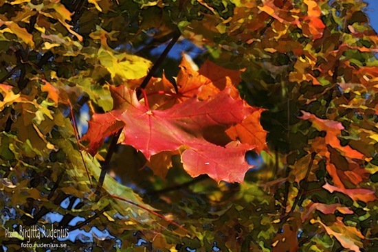 pm_20111013_autumn