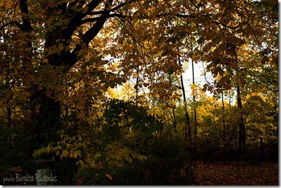 nature_20121018_park
