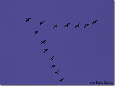 birds_20121007_moving