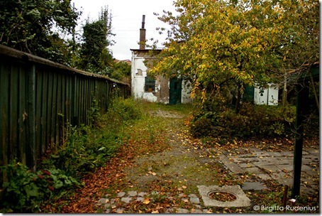 lund_20121024_backyard