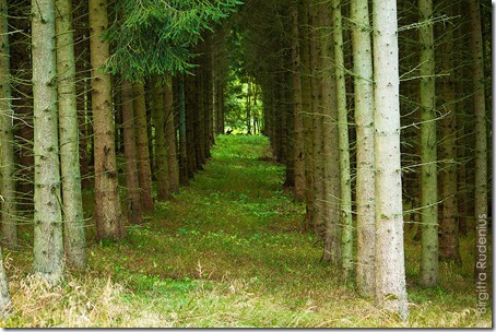 skane_20121007_granar