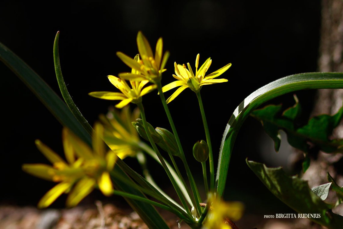 Gagea lutea