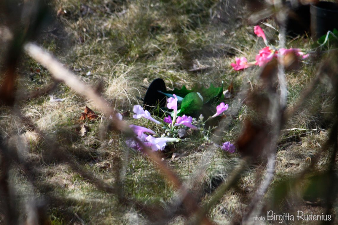flowers_20130328_behind
