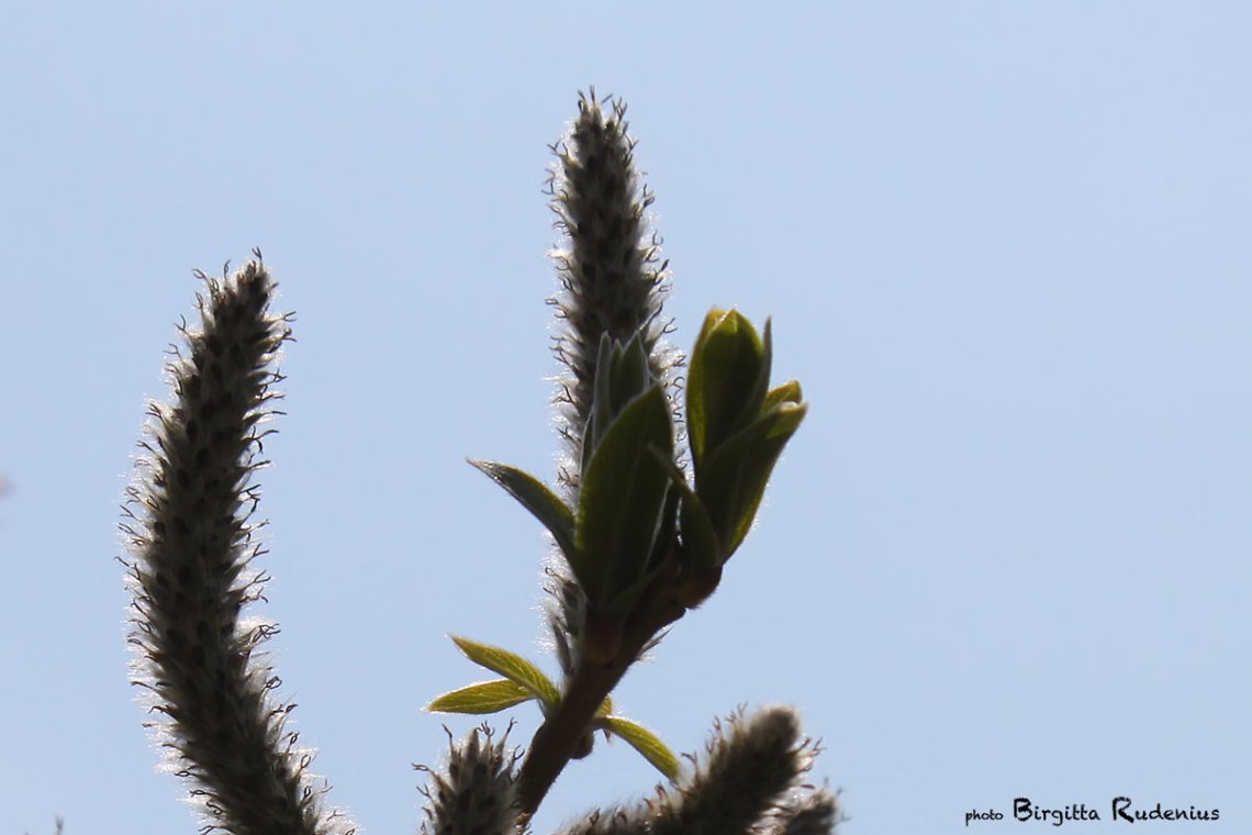 macro_20130505_chromosome