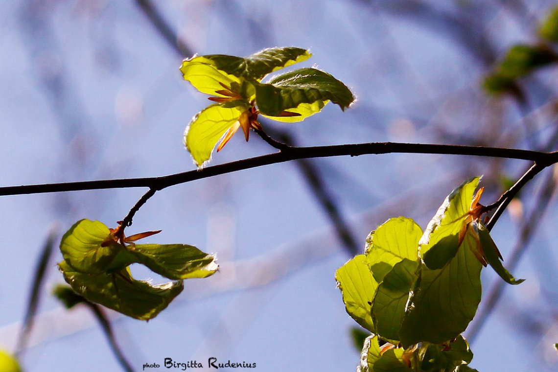 Beech tree