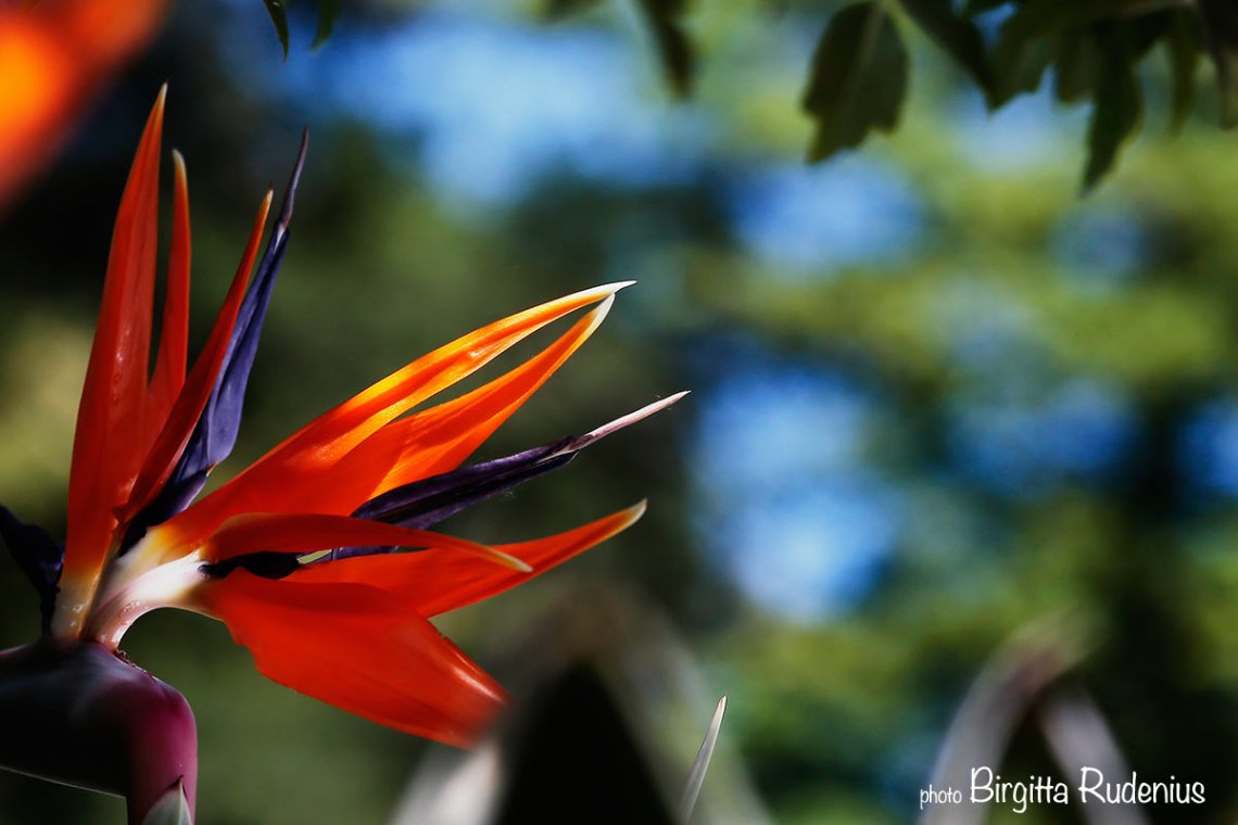 macro_20130604_parrot