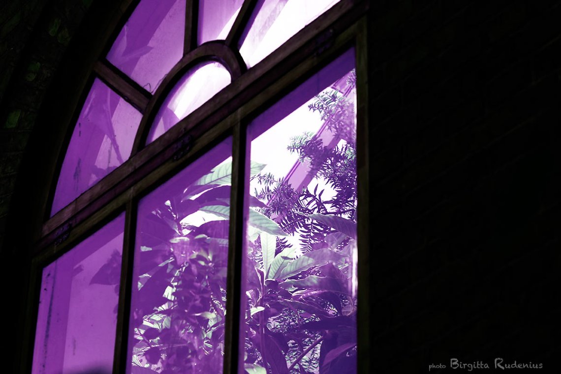 window_20130606_botanical