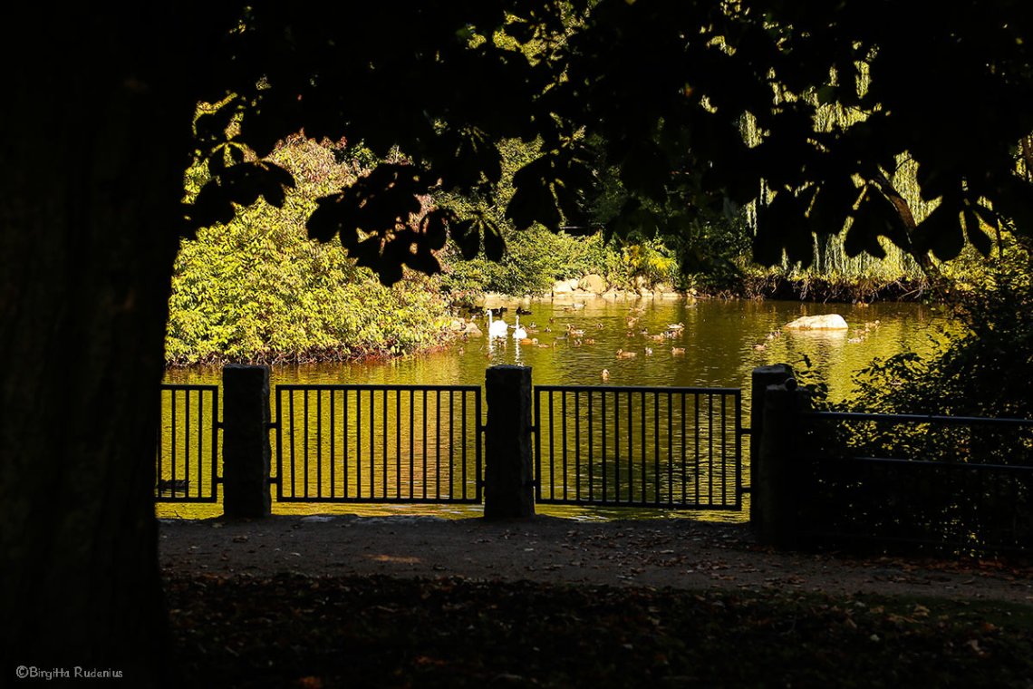 park_20130925_cityswans