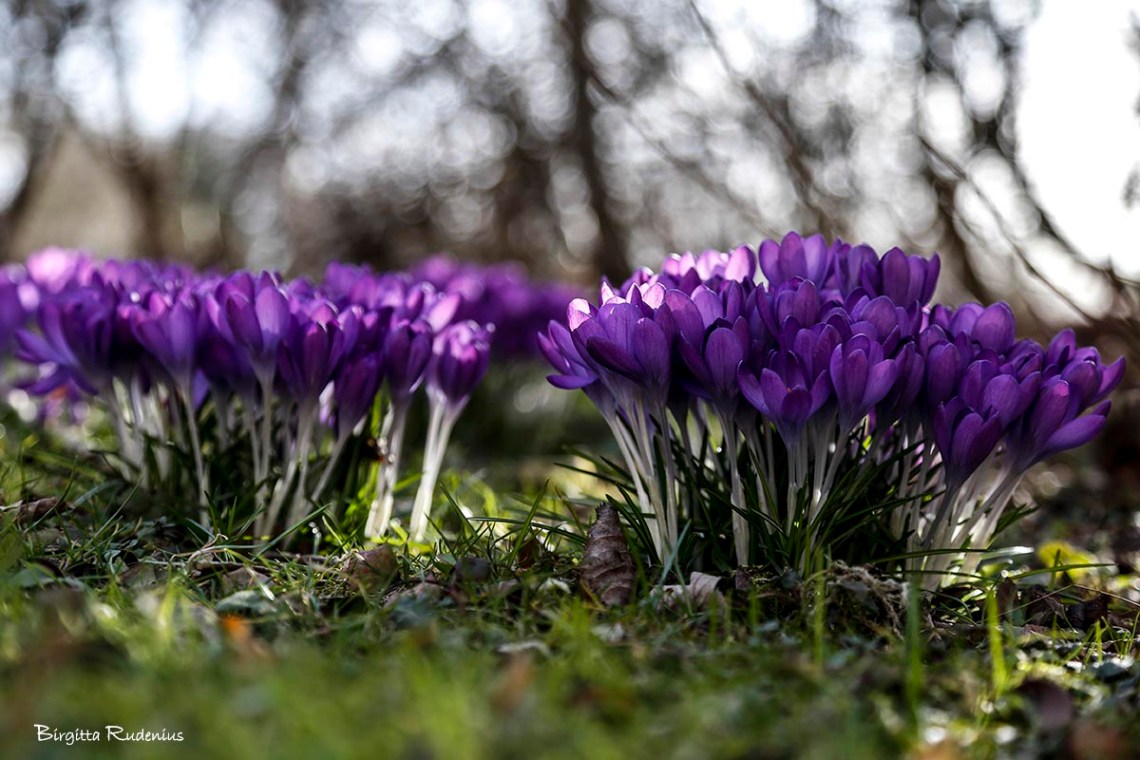 blom_20150313_krokus1