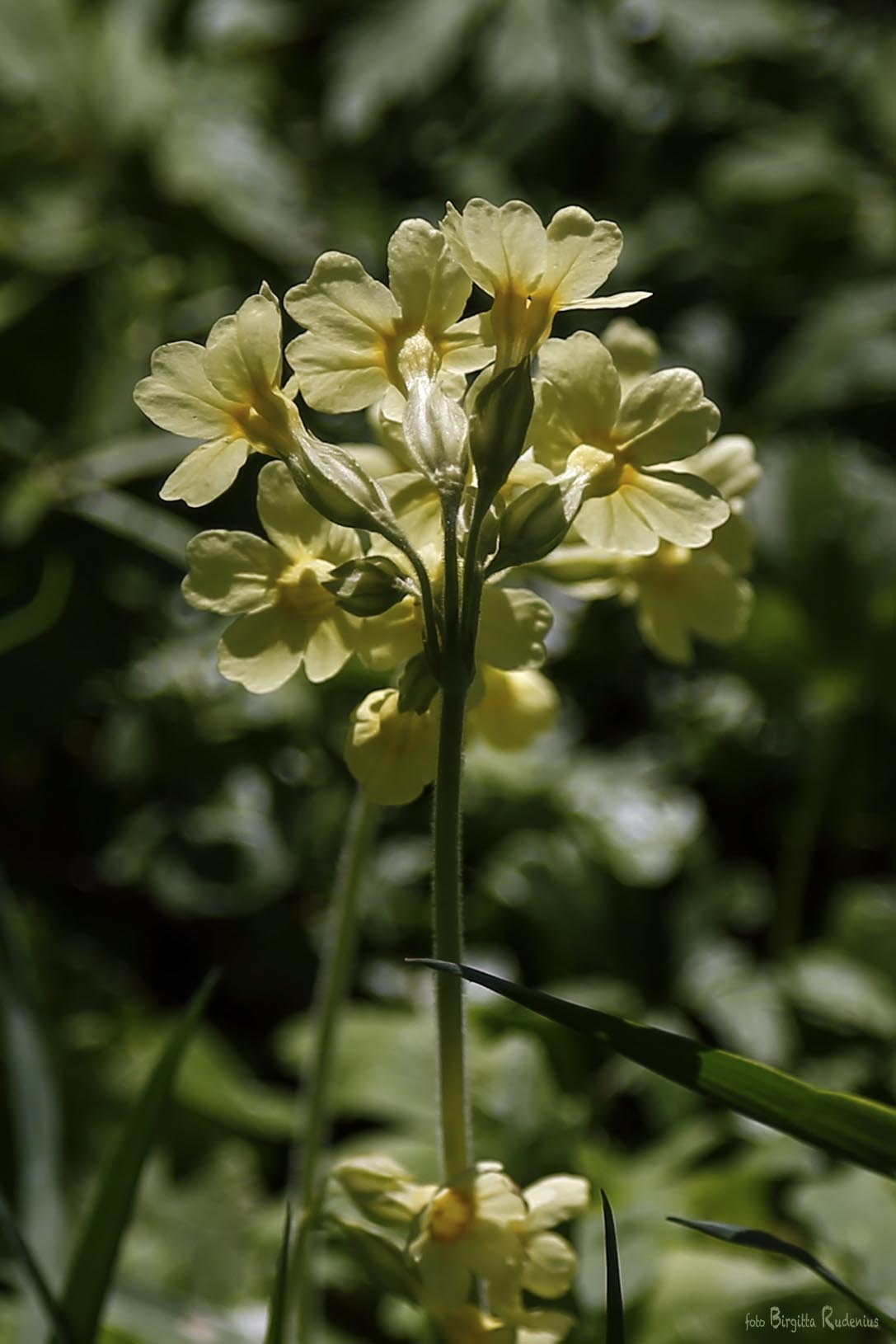 blom_20150503_gullviva1