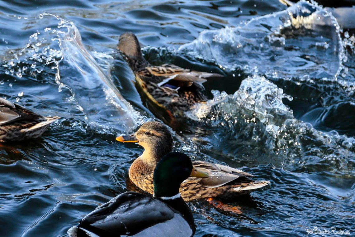 birds_20160105_diving