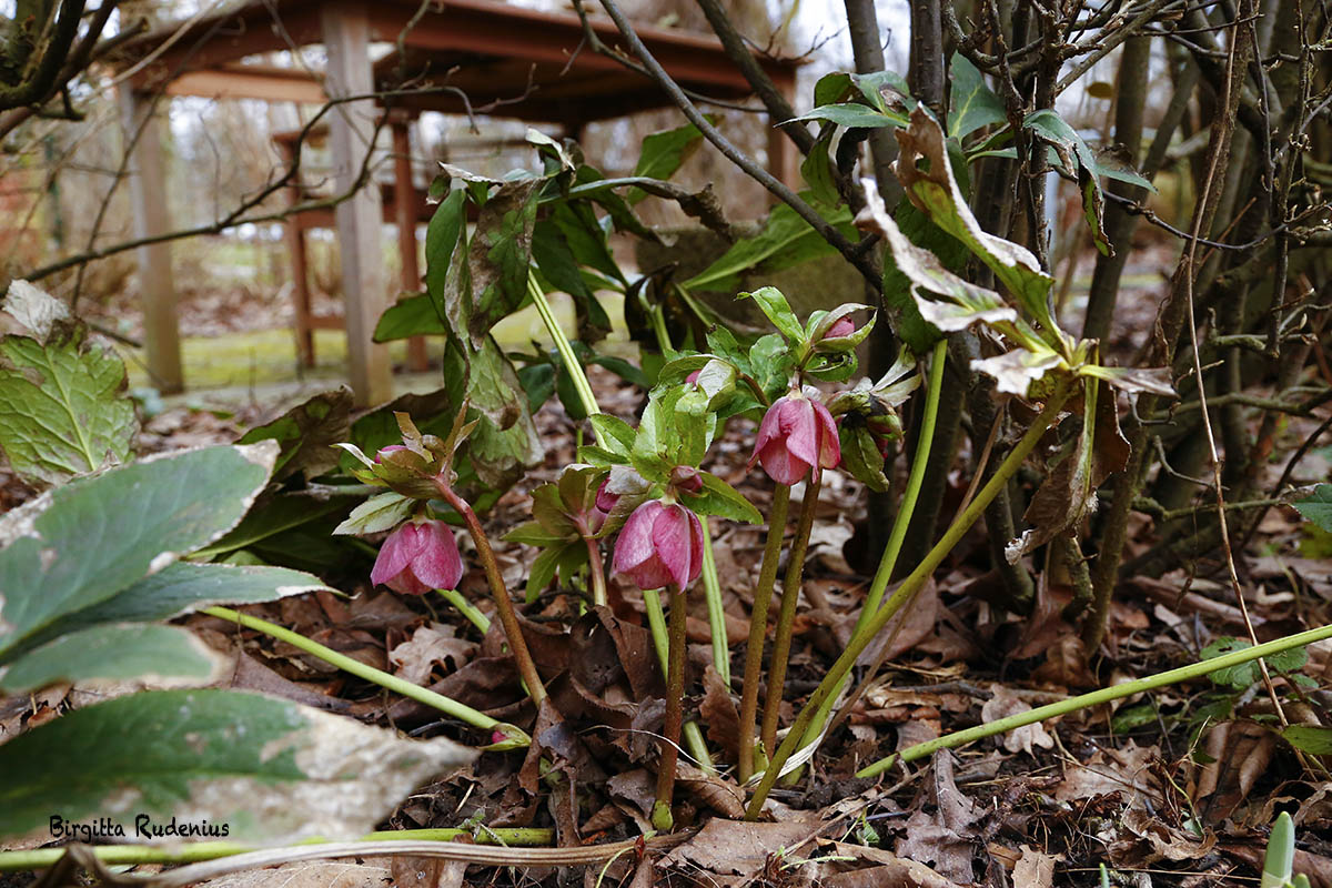 Vårens Rosa klockor