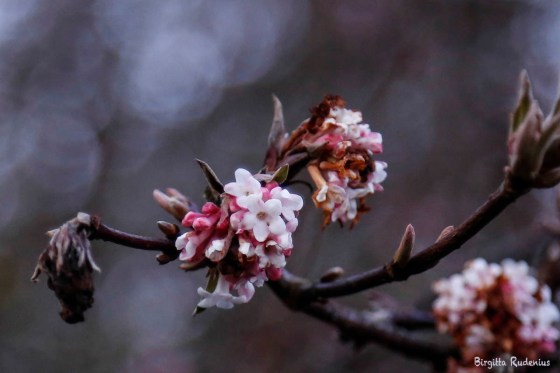 Spring Tree Flowering