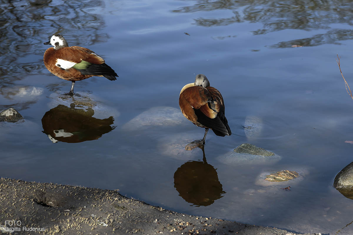 Birds in City Park Lund, Sweden