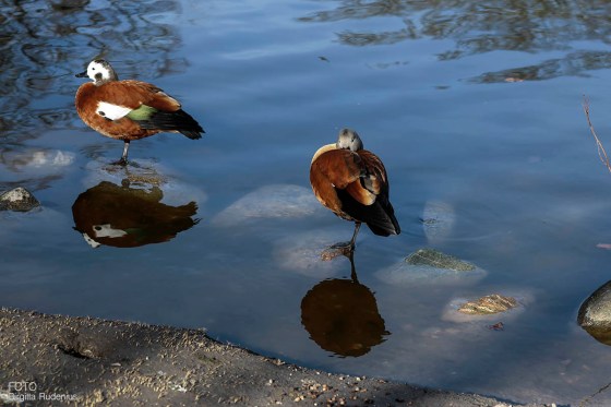 Birds in City Park Lund, Sweden