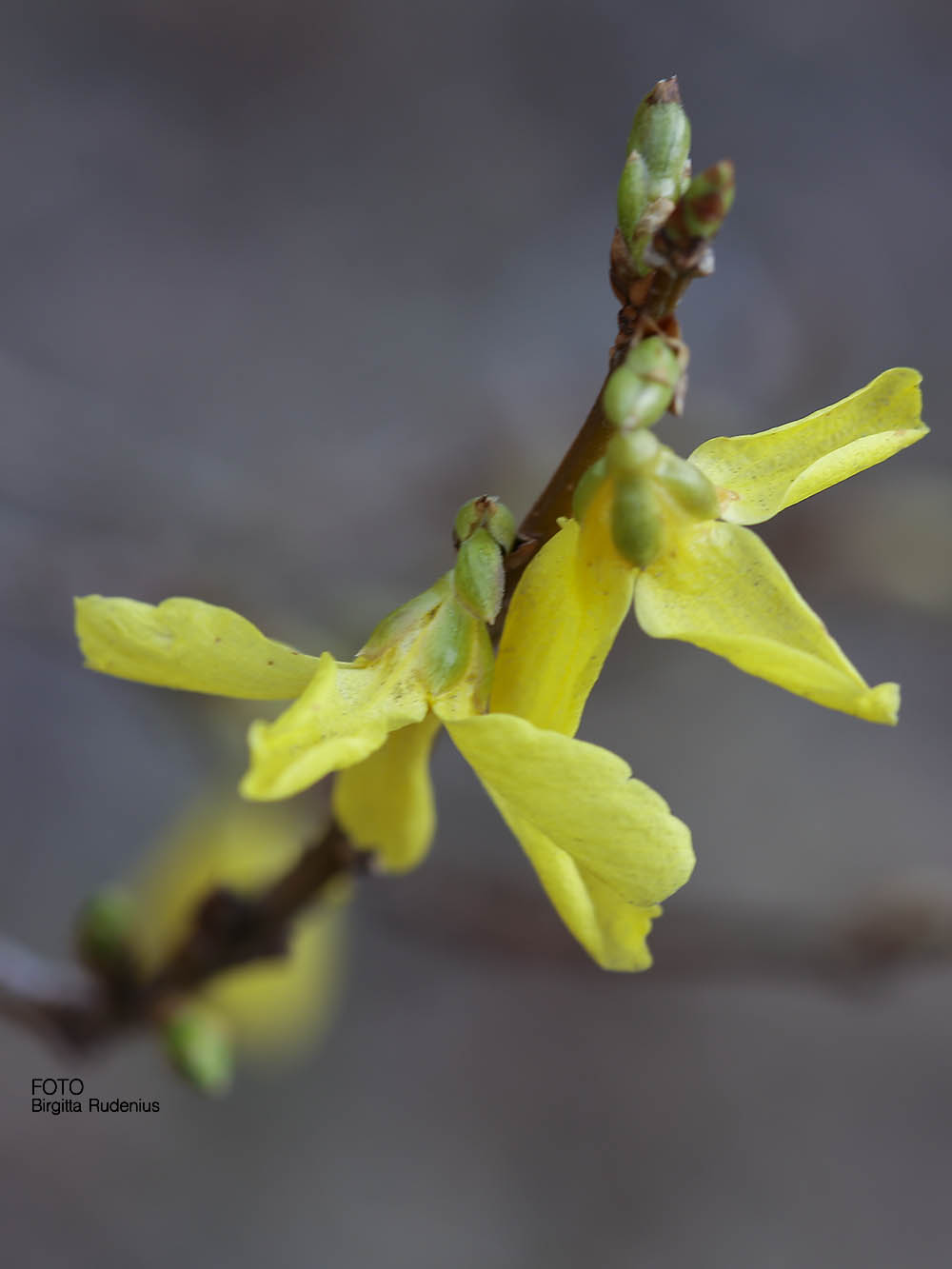 Forsythia