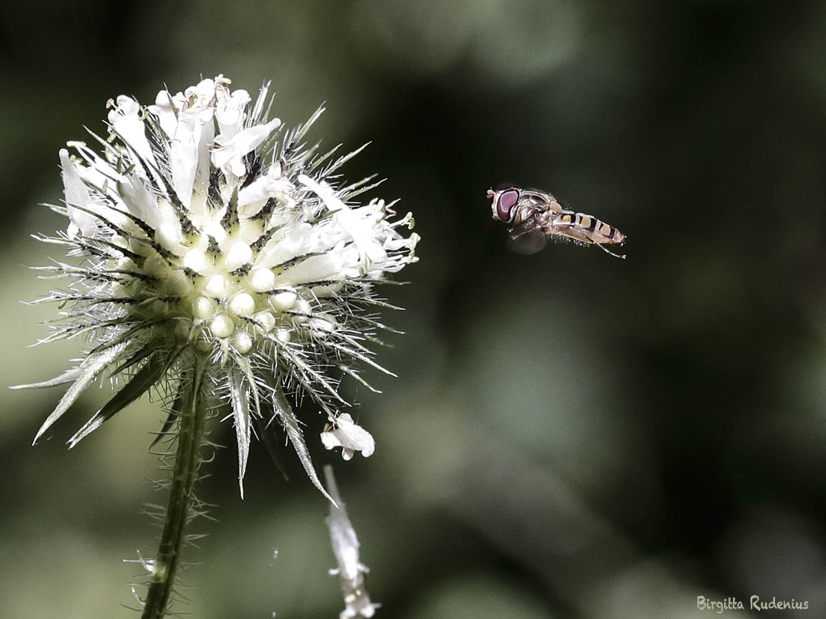 Flowers and bees