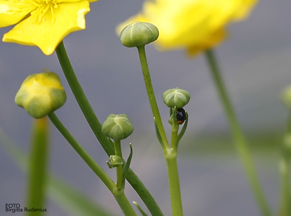 LadyBird "PocketParked"