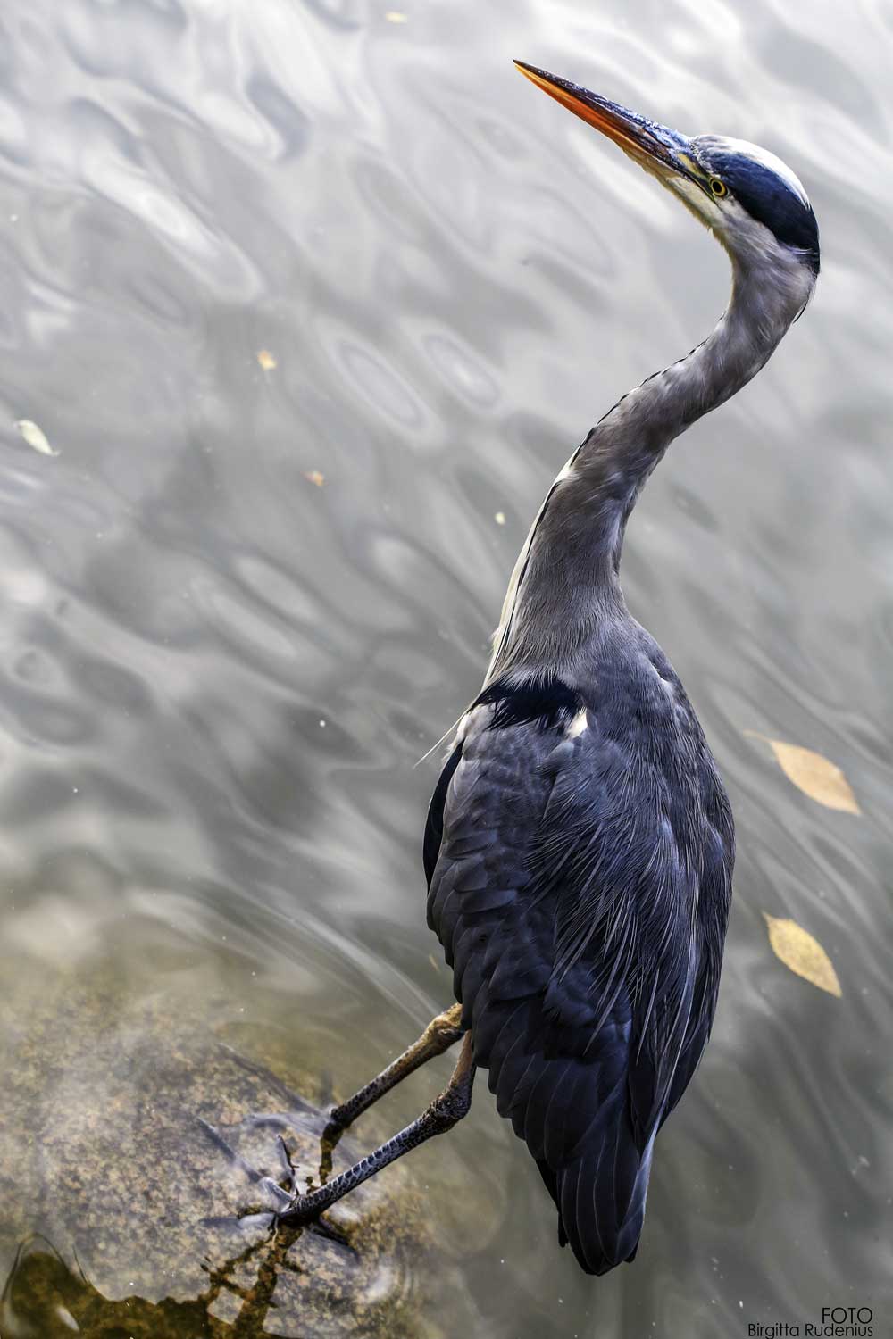 The Heron in the City Park, Lund