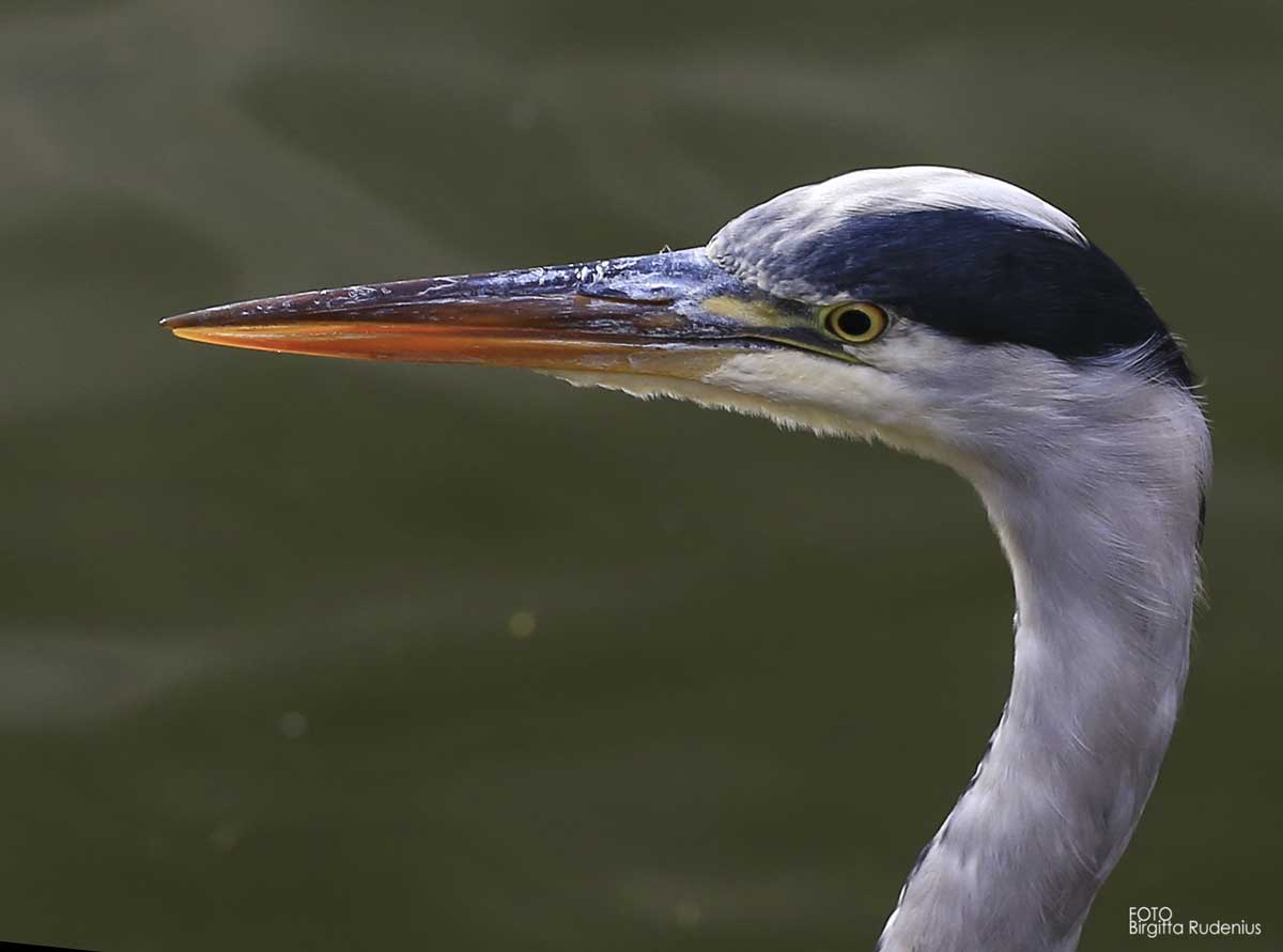 The Heron in the City Park, Lund