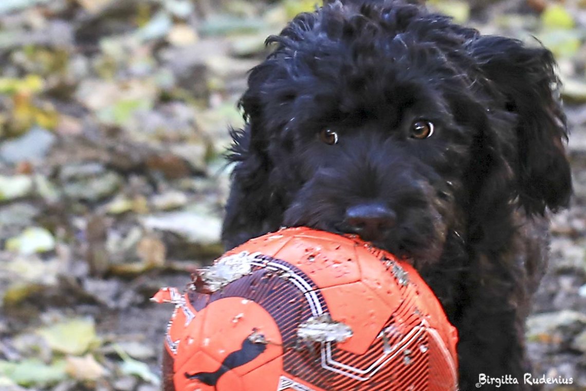 Scott - Portuguese Water Dog