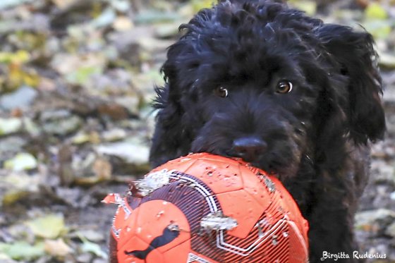Scott - Portuguese Water Dog