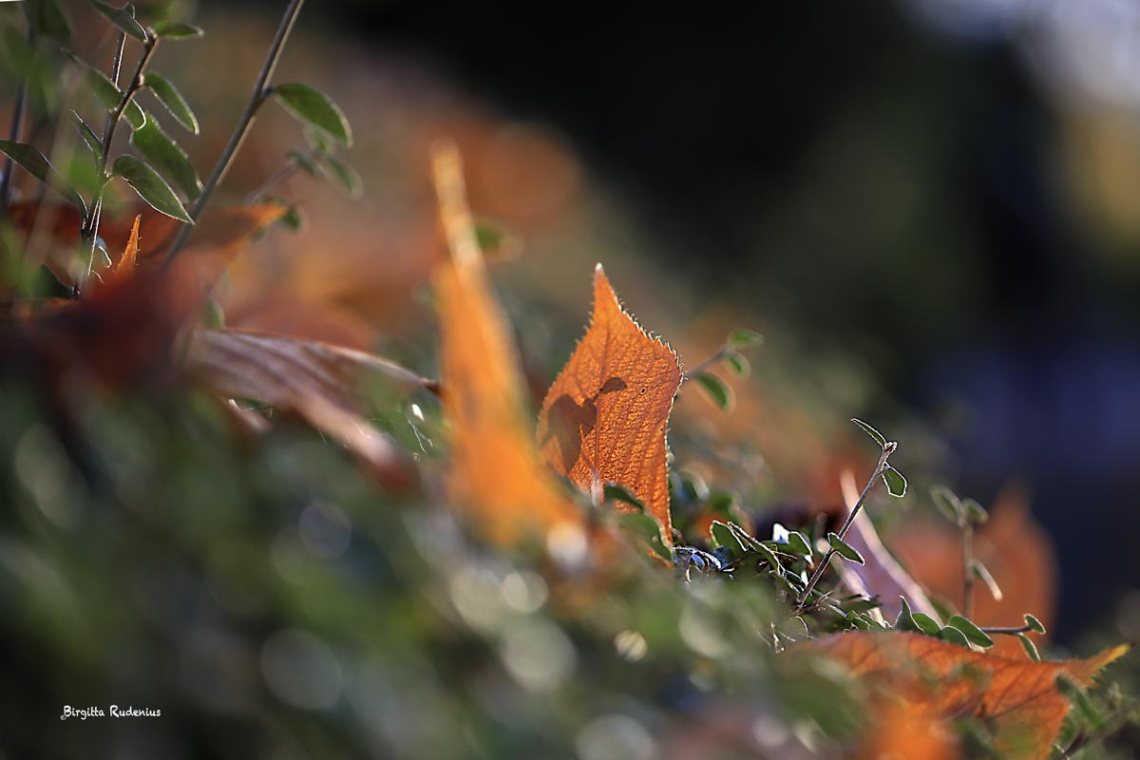A close up in autumn light, Lund Sweden