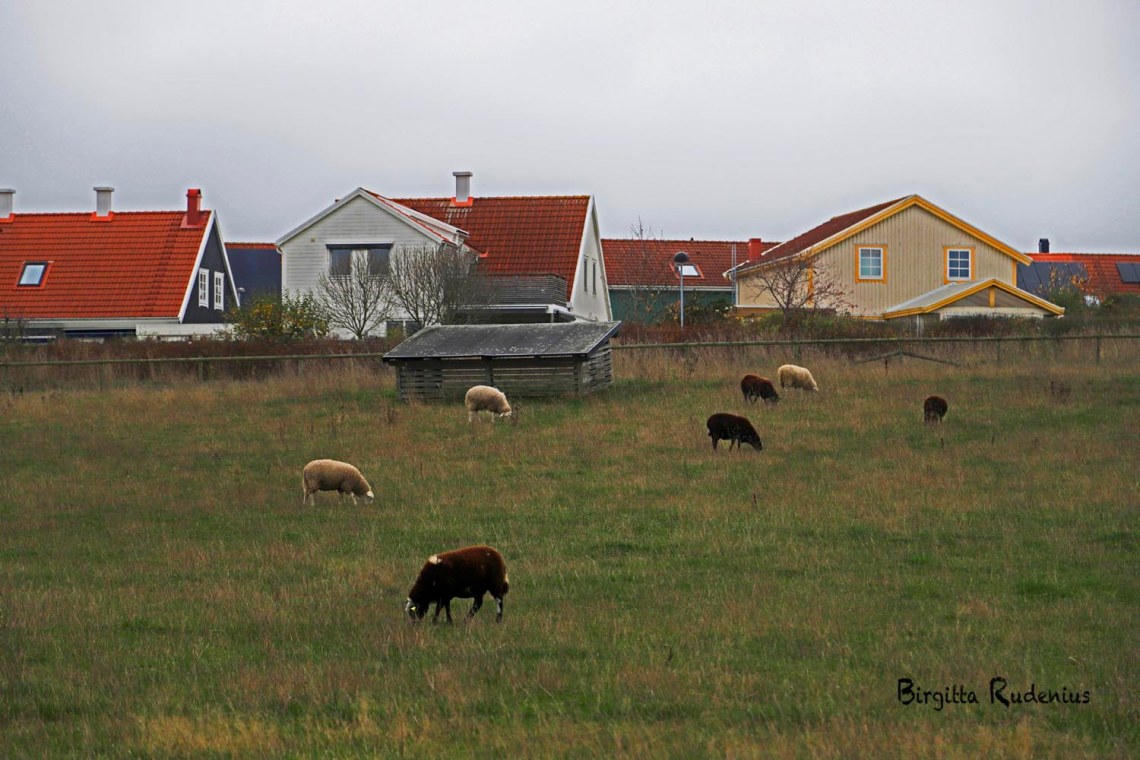 © Birgitta Rudenius