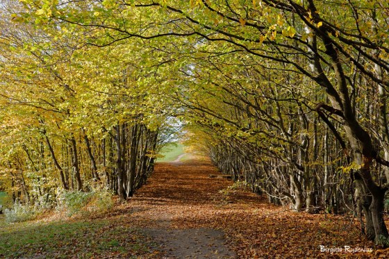 foto Birgitta Rudenius