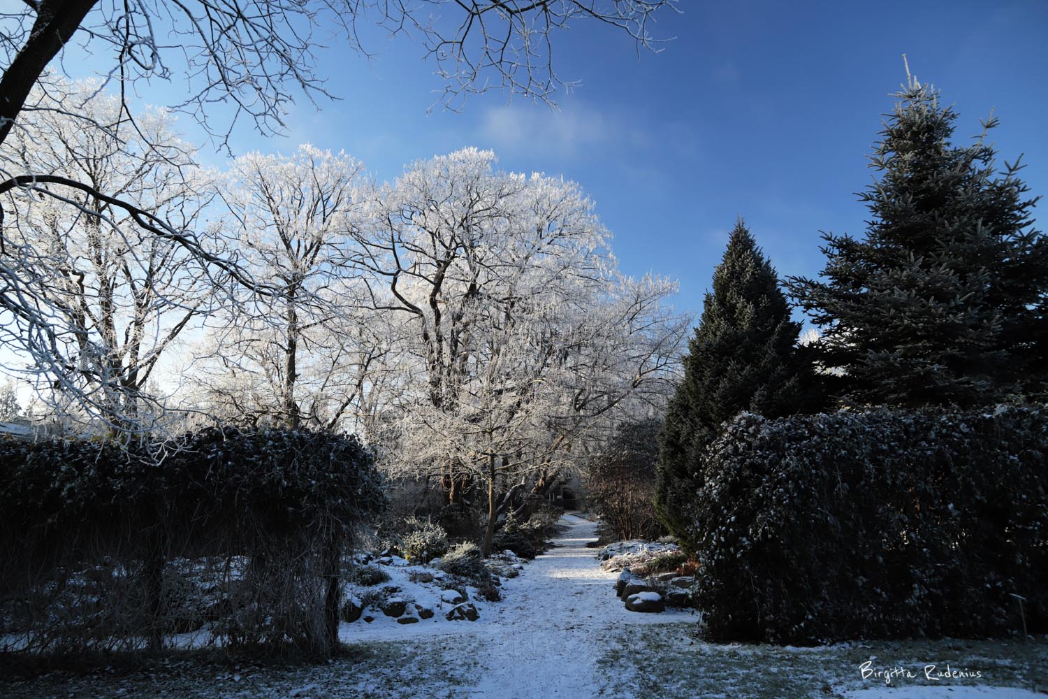 © Birgitta Rudenius