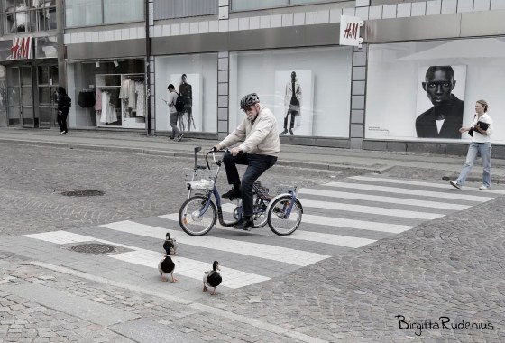 Photo ©BirgittaRudenius